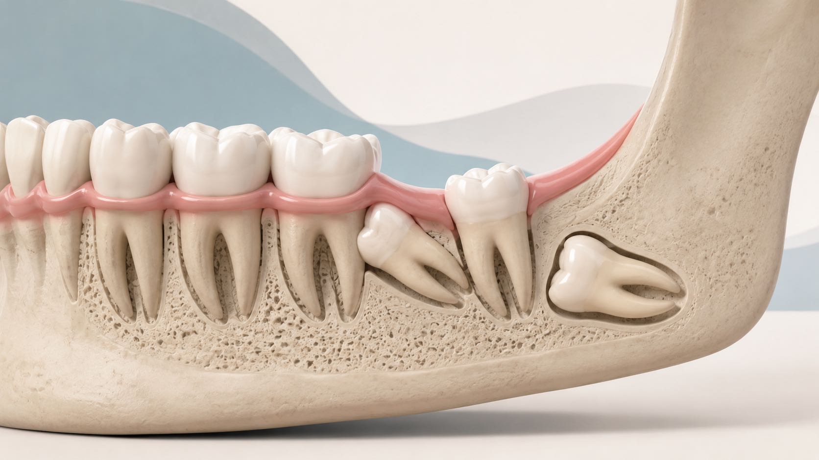 Detailed model of human jaw and teeth anatomy